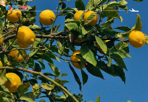 #Выгодное_предложение@toptrips