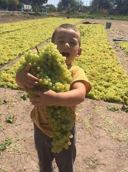 ВОТ ЭТО ГРОЗДЬ 