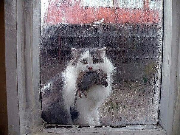 Открывайте, тунеядцы!! Кормилица пришла!)