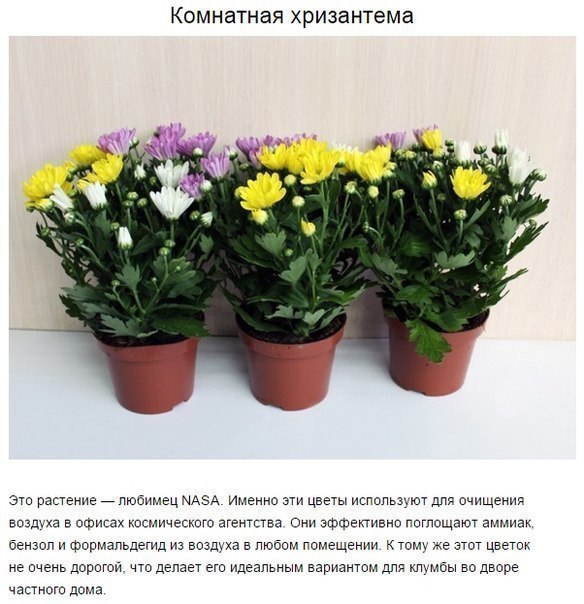 9 комнатных растений, которые отлично чистят воздух. На заметку!