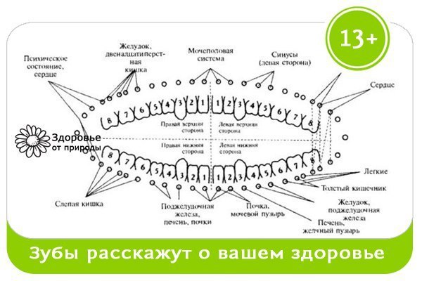 Зубы расскажут о здоровье наших органов