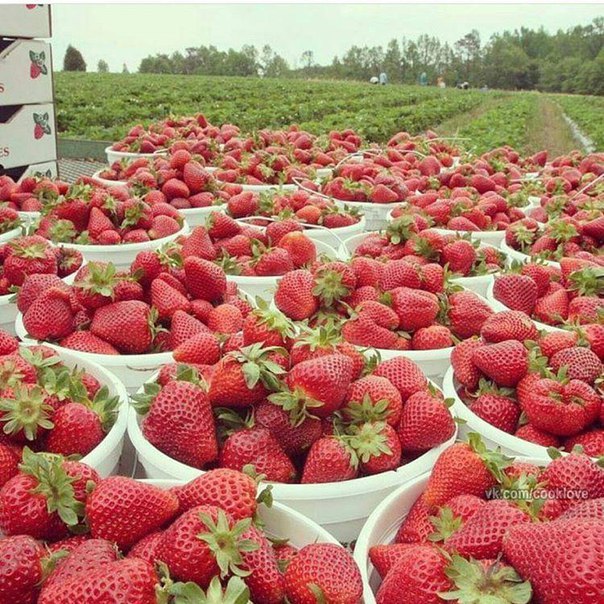 Скорее бы уже сезон клубники