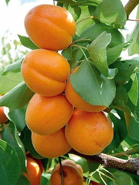 Вкус лета! Эх...скорее бы)