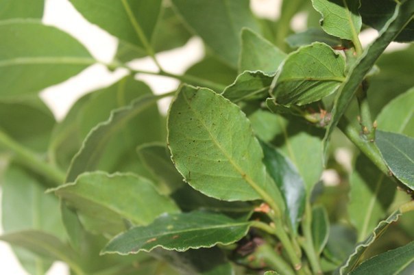 Болят суставы 