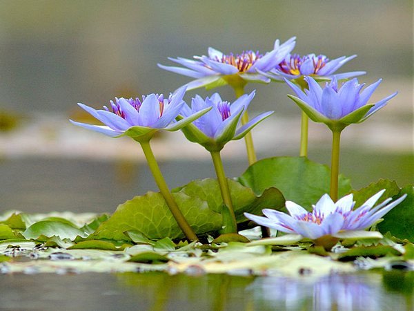 ИНСТРУКЦИЯ К ЖИЗНИ ОТ ТИБЕТСКИХ МУДРЕЦОВ.