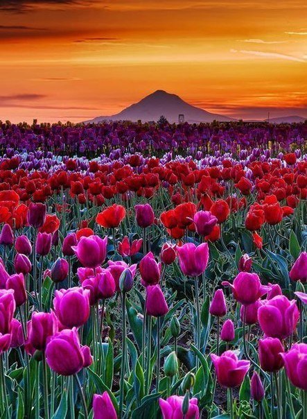 Cмысл жизни в том, чтобы найти то, ради чего стоит жить.