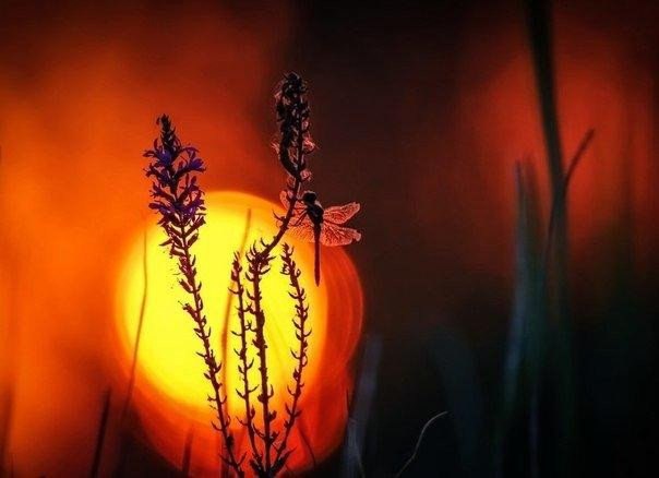 Нужно отпускать то, что должно уйти: мировоззрения, что больше не резонируют с нашим внутренним состоянием. Отношения, которые больше не питают Душу. Прошлое. Отпускайте…