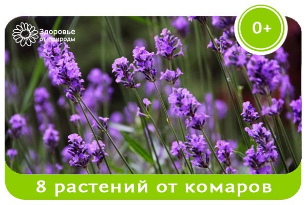 8 растений, которые отгоняют комаров на ура