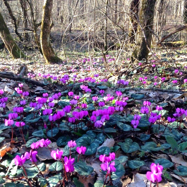 Вот такая весна на Кубани!