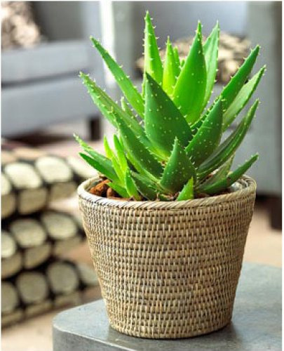 4 комнатных растения, которые должны быть В КАЖДОЙ квартире!