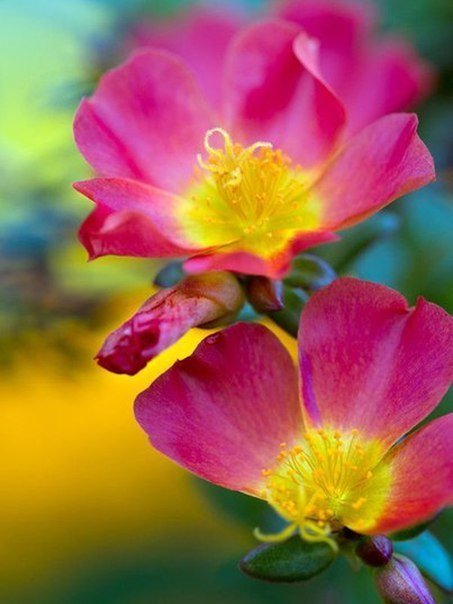 Мысли, которые мы выбираем, подобны краскам, которыми мы пишем на холсте своей жизни. … Думайте красиво!