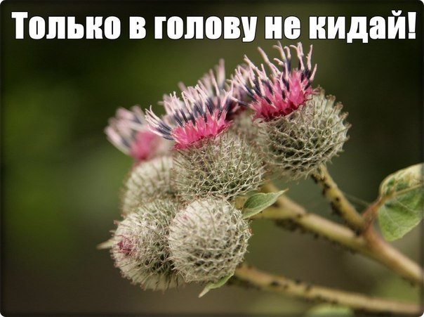 Сухой еще хуже был!)