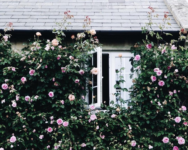 Хочется оказаться в домике, окруженном лесом, сидеть на крыльце и созерцать, как идет дождь, пить чай, вдыхать свежий запах соснового леса, наслаждаться красотою природы.