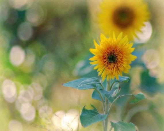 Благие сияют издалека, как Гималайские горы. Злых же и вблизи не видно, как не видно стрел, пущенных ночью.