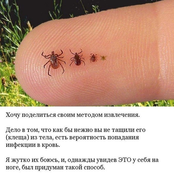 Полезно знать,особенно весной!!!