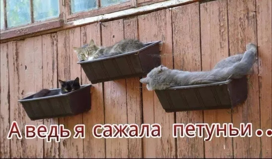 А взошли... котуньи)))