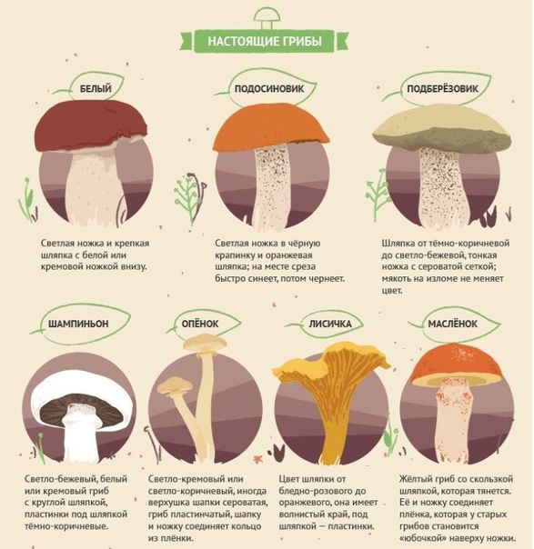 Легко спутать: ядовитые и съедобные грибы.