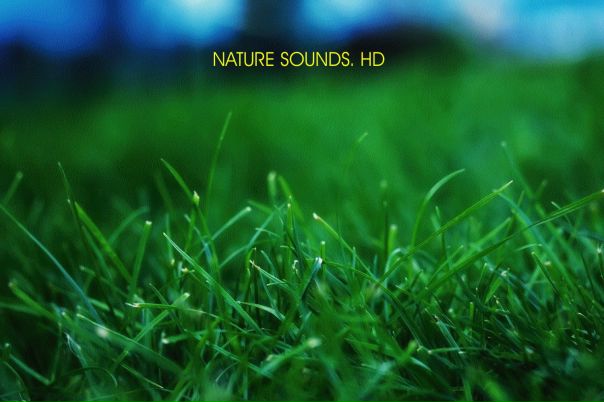 Слушаем звуки природы в высоком качестве. Присоединяйся!