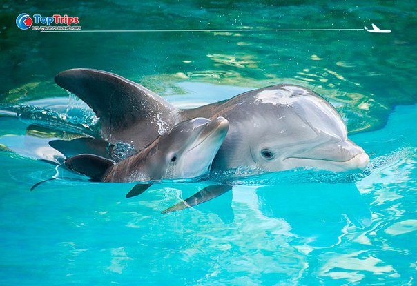 #Выгодное_предложение@toptrips 