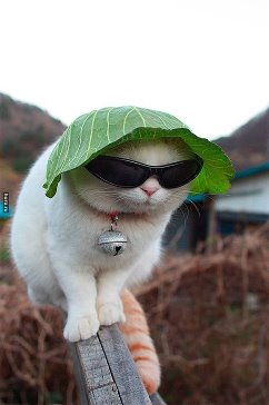 Так выглядят городские, когда приезжают в деревню отдохнуть! )))