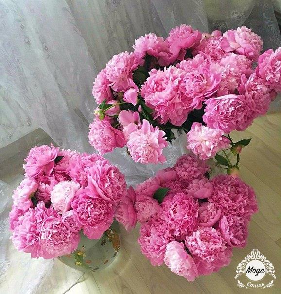 Обожаю эти цветы