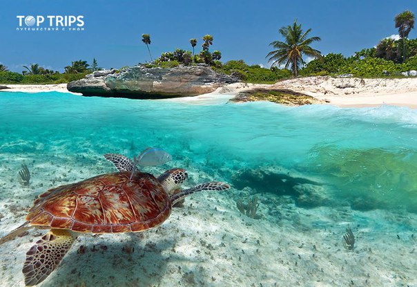 #Выгодное_предложение@toptrips