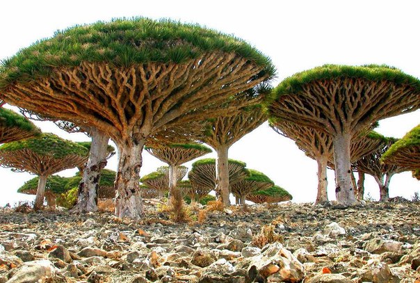 Архипелаг Сокотра