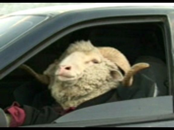 пробка сейчас по обочине пролетим