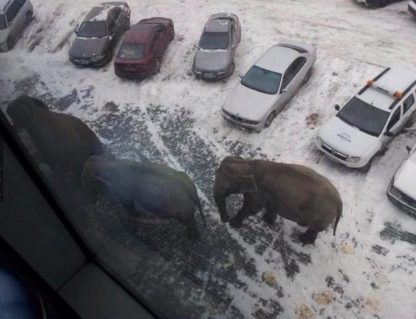 Слоняются тут всякие