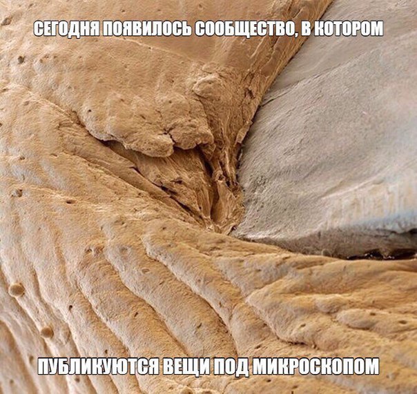 Человеческий ноготь