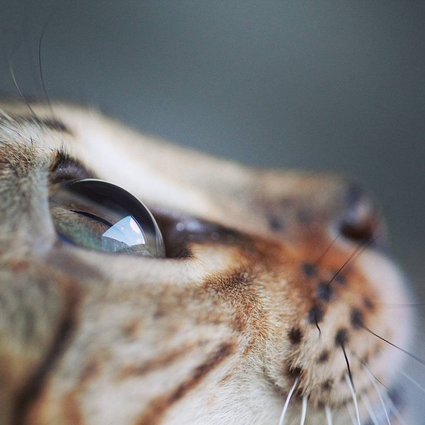 Животные прекрасны... Берегите их!