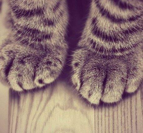 Наша самая большая сила - в мягкости и нежности нашего сердца.