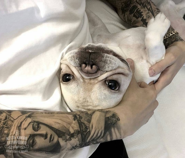 Ставь , если любишь животных 