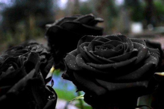 редкий сорт роз-черная роза