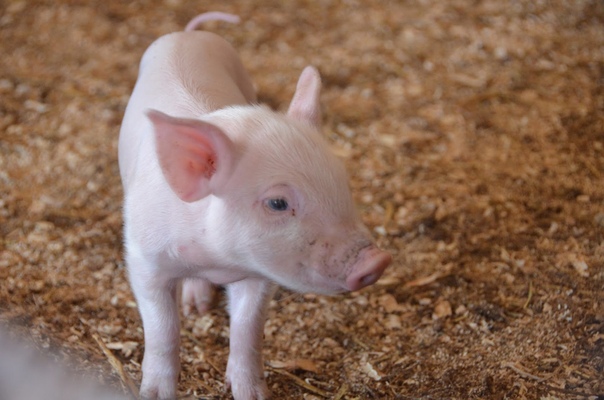 Ученые из США готовятся к первой в мире пересадке кожи свиньи человеку