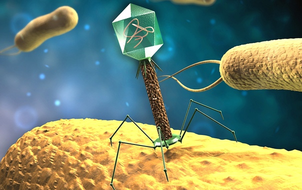 Вирусов бактериофагов готовят на замену антибиотикам