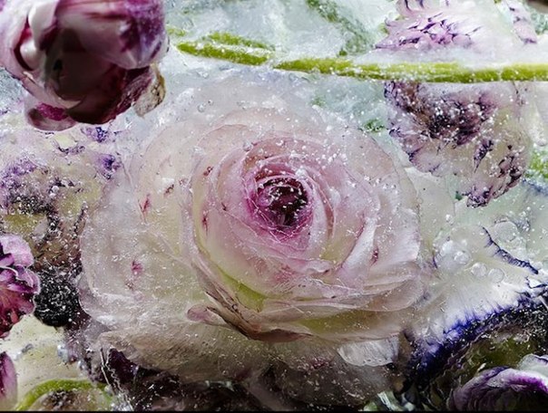 Замороженные цветы от японского художника и фотографа Кэндзи Сибата (Kenji Shibata)