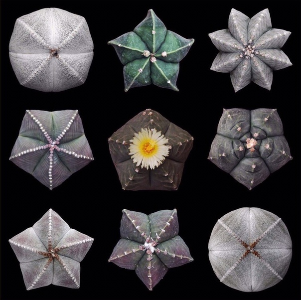 Природная геометрия кактусов в объективе фотоаппарата Iannis Sigalas