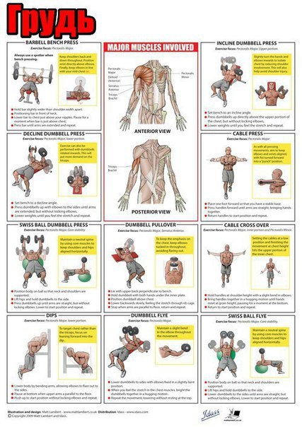 Упражнения на мышцы всего тела в картинках.